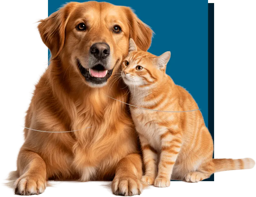 Clínica Veterinária 24h em Vinhedo